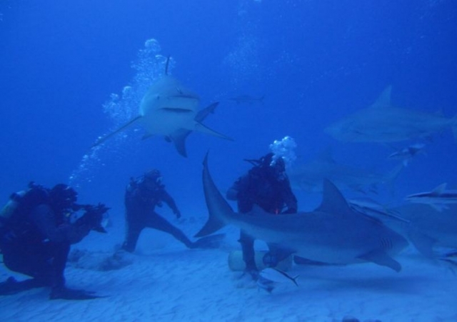Buceo con tiburones